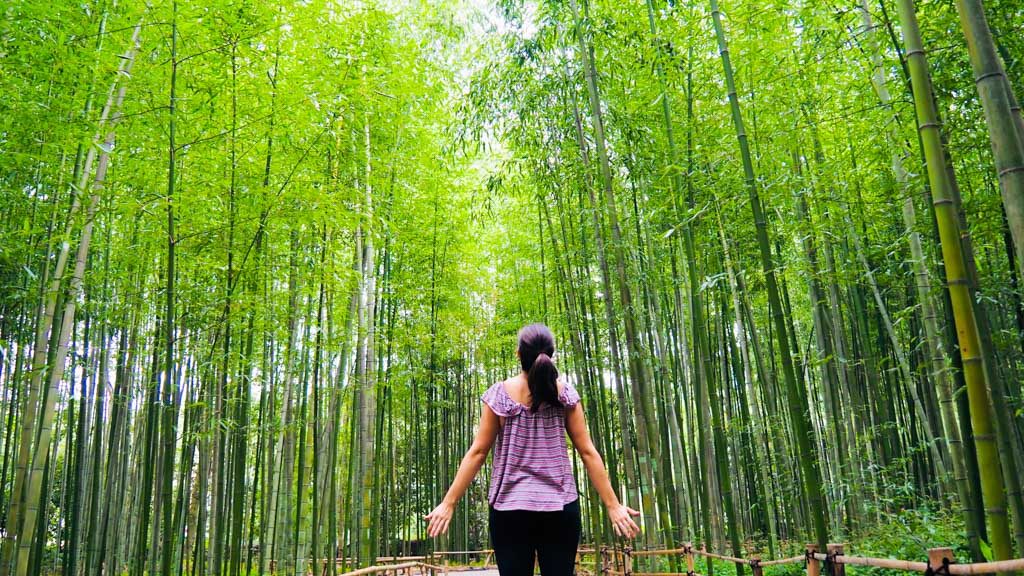 Bamboo Forest near Arashiyama in Kyoto
