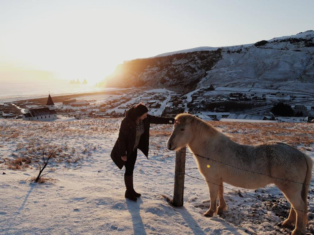 Icelandic-Horse-in-Vík-í-Mýrdal