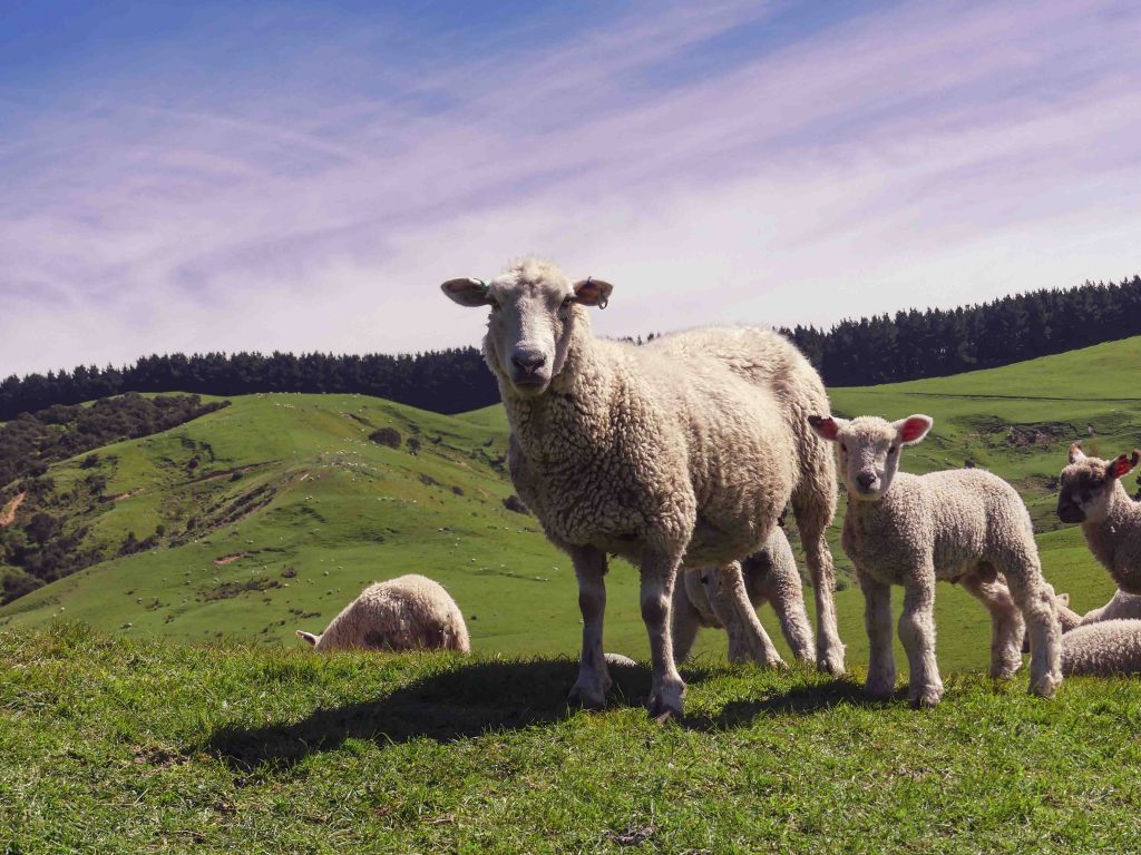 New-Zealand-sheep-on-Castepoint-Station